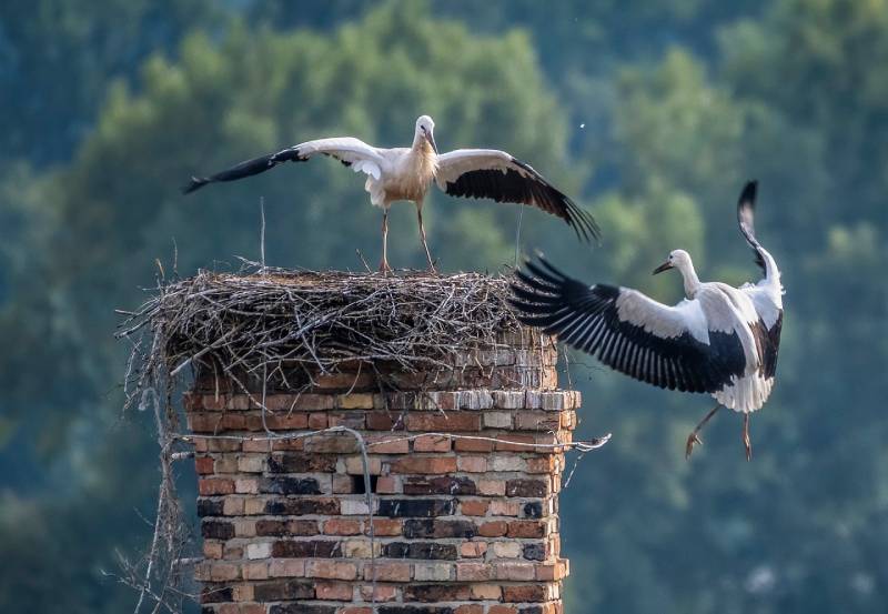 Expert Chimney Animal Removal in Addison, TX Professional Chimney Animal Removal Services in Addison, Texas