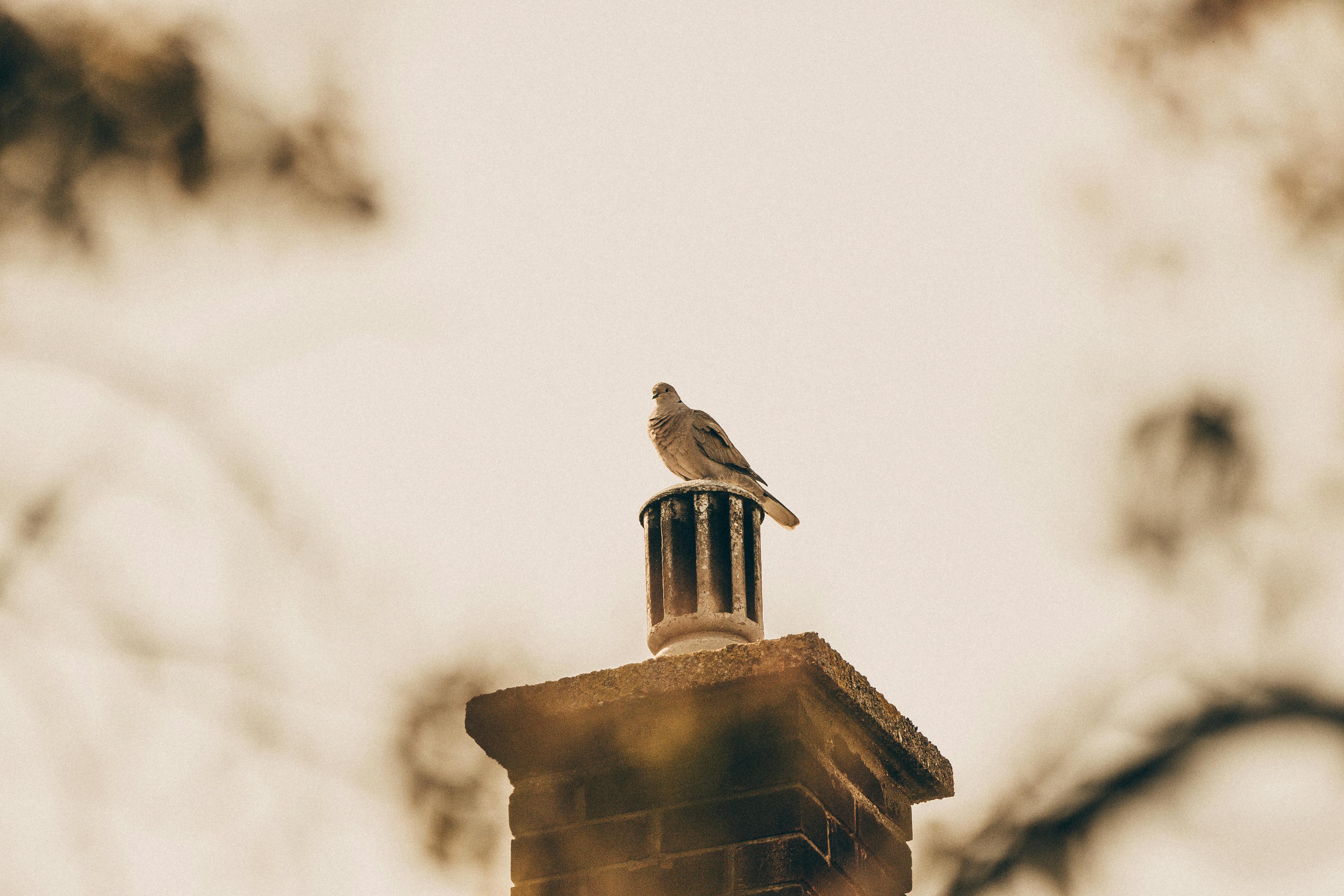 Quality Chimney Caps and Dampers Installation in Addison, TX Professional Chimney Cap and Damper In Addison Texas